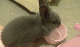 兔子为什么不能喝水 兔子不喝水是因为碗大吗