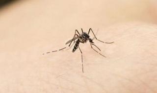 蚊子的寿命有多长 蚊子的寿命有多长适应温度