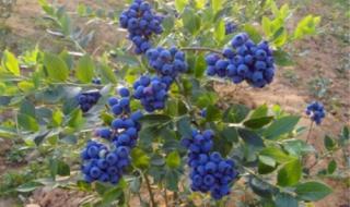 蓝莓果子成熟要几天 蓝莓什么时候成熟